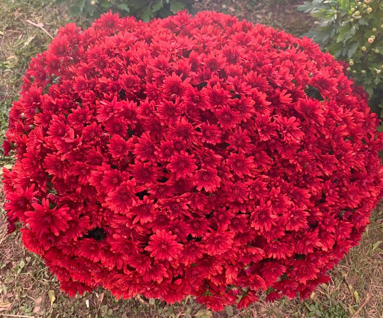 Хризантема Daybreak Dark Bronze (№45)