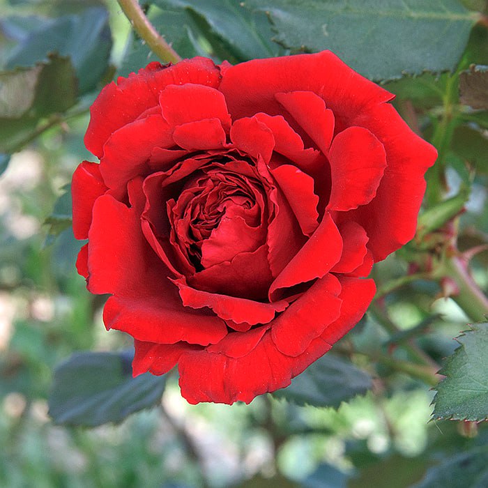 Роза плетистая Амадеус