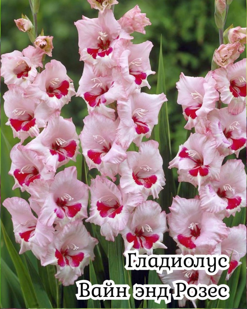 Гладиолус Вайн Энд Розес