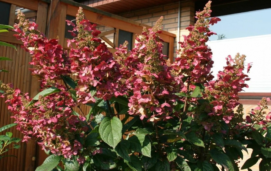 Метельчатая гортензия Ангел Блаш